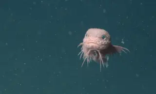 Three New Deep-Sea Snailfish Species Found Deep Off California's Coast