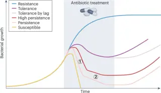 Uropathogenic E. coli may evade antibiotics via persistence, not just resistance