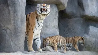 Trump’s viral tiger attack post sparks global outrage and family distress