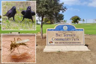San Diego Crow Virus Warning: Officials Warn of Deadly Spread