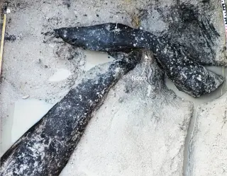 Ancient woodwork predates Homo sapiens by almost half a million years at Kalambo Falls