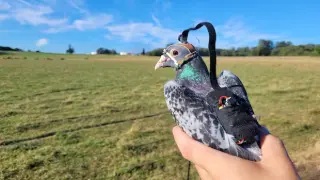 Pigeons' gaze shifts could guide smarter drone cameras