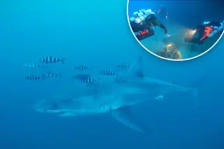 First-Ever Footage Captures Great White Shark in the Mediterranean