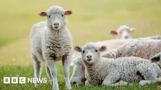Scotland records two more bluetongue cases as vaccination drive intensifies