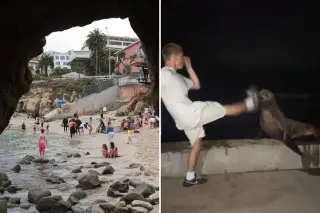 La Jolla Sea Lion Kick Video Sparks Federal Plea