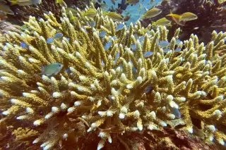 Mapped Resilience: 64,000 Square Miles of Coral Reefs May Weather the Climate Crisis
