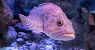 Rougheye rockfish: a 200-year swimmer reshaping aging science and fisheries