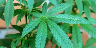 CDC study links rising ER visits to cannabis hyperemesis syndrome in heavy marijuana users