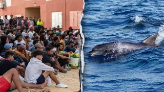 Dolphin calf dies after alleged beating by migrants in Ceuta, sparking outrage and calls for action