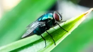 Pa. imposes quarantine amid confirmed U.S. screwworm cases