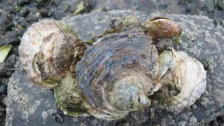 European native oysters spawn up to 2 million larvae and help rebuild UK reefs