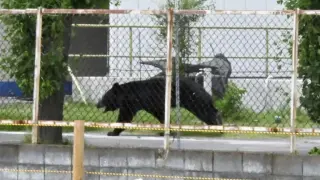 Bear Attacks Surge in Japan as Four Wounded in Fukushima Neighborhood
