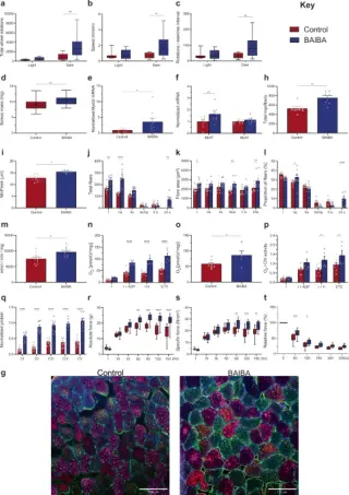 L-BAIBA Identified as Key Exercise Signal for Muscle Adaptation and Diabetes Protection