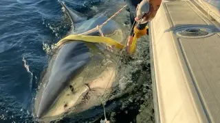 Colossal white shark Contender resurfaces off Outer Banks, heading north