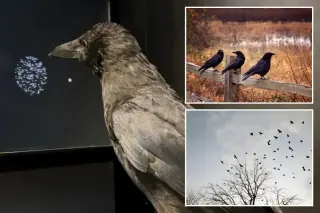Carrion Crows Outpace Humans in Visual Decision Speed, Study Confirms