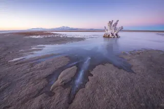 Tiny Nematode from Great Salt Lake Opens Window on Life in Extreme Salinity