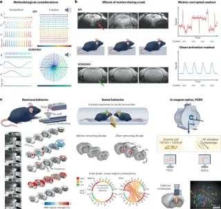 SORDINO-fMRI enables silent, motion-resistant brain imaging in behaving mice