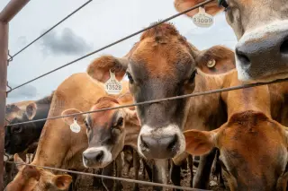 Trump pitches 300,000-ton beef import boost to cut prices before midterms