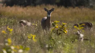Midge-borne virus linked to fatal internal bleeding in Michigan deer