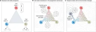 AP-1–driven memory enables adaptive cancer genome regulation