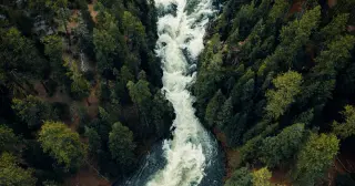 Hidden Giant Beneath Oregon: A Single Honey Fungus Spans 3.5 Square Miles