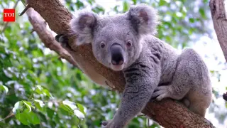 Ancient climate shifts nearly wiped koalas out 100,000 years ago, DNA reveals