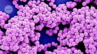 AI accelerates the hunt for new antibiotics against resistance