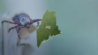 Maine records fourth Powassan case in 2026, underscoring tick-borne threat