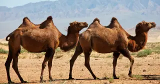 Australia’s feral camels: the world’s clean, coveted breeding stock