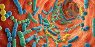 Gut Bacteria Metabolite Linked to Accelerated Alzheimer’s Progression in New Study