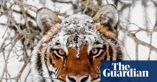 WWF Report: 73% Wildlife Decline Since 1970, Yet Tiger and Turtle Recoveries Offer Hope