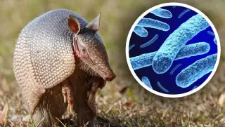 Florida’s leprosy cases rise, armadillos flagged as possible carriers