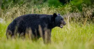 Black bear attack shuts down Saskatchewan uranium-site operations