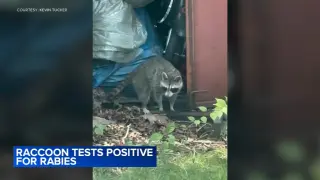 Second Rabies-Positive Raccoon Sought in Glassboro After Man Attacked