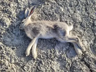 Utah wild rabbits test positive for lethal RHDV-2, hunters urged to handle game carefully