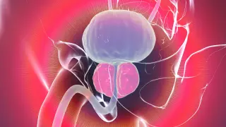Johns Hopkins Researchers Identify WIF1+ Basal Cells as Potential Driver of Age-Related Prostate Enlargement