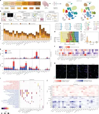 Lifespan Atlas Maps Prefrontal Cortex Gene Shifts from Resilience to Vulnerability