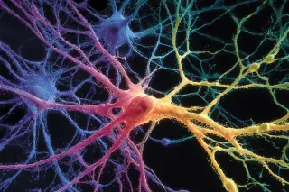 Genetic Maps Reveal Why Two MS Models Aren’t Interchangeable