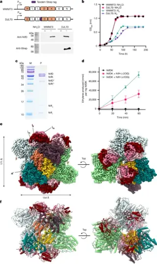 Archaeal Nitrogenase Structure Reveals Energy-Linked Inhibition Mechanism