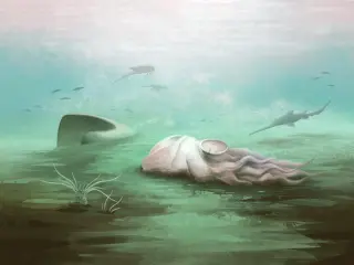 Ancient Fossil Rewrites Octopus History: It Was a Nautiloid All Along