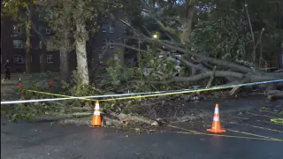 NYCHA worker Leighton Brown killed by falling tree in Brooklyn nor'easter