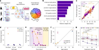 SRSF1 Gene Overexpression Slows Aging in Mice and Rejuvenates Cells Without Erasing Identity