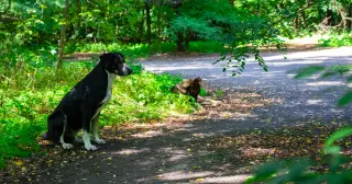 Two Nearby Chernobyl Dog Populations Split Genetically, Yet Radiation-Driven Mutations Aren’t the Cause
