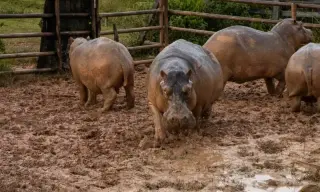 Ambani's Son Proposes Humane Relocation of Escobar Hippos to India