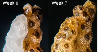 Stanford Study Finds Bleached Corals Can Recover in Seven Weeks via Tissue Fusion
