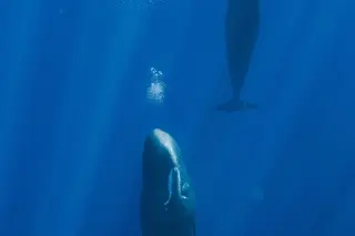 Bubble bursts help sperm whales stay neutrally buoyant while napping