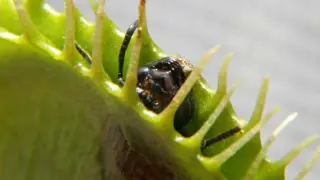 Venus flytrap’s rapid snap traced to flexible cell walls