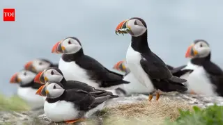 Lundy's Rat Elimination Triggers Puffin Comeback and Seabird Boom
