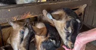 Rabies Detected in Four Baby Goats Traveling With Petting Zoo in NC