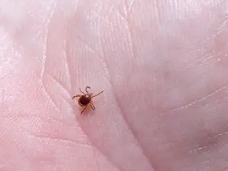 Tick-borne shield: vaccines, antibodies and pills on the horizon